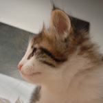 Wildfee's Norwegische Waldkatzen - Babys und Jungtiere 