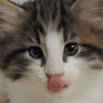 Wildfee's Norwegische Waldkatzen - Babys und Jungtiere 