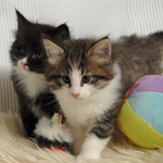 Wildfee's Norwegische Waldkatzen - Babys und Jungtiere 