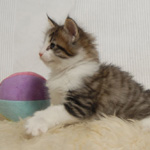 Wildfee's Norwegische Waldkatzen - Babys und Jungtiere 