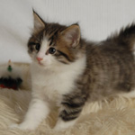 Wildfee's Norwegische Waldkatzen - Babys und Jungtiere 