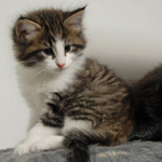 Wildfee's Norwegische Waldkatzen - Babys und Jungtiere 