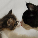 Wildfee's Norwegische Waldkatzen - Babys und Jungtiere 