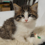 Wildfee's Norwegische Waldkatzen - Babys und Jungtiere 