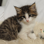 Wildfee's Norwegische Waldkatzen - Babys und Jungtiere 