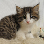 Wildfee's Norwegische Waldkatzen - Babys und Jungtiere 