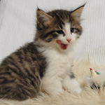 Wildfee's Norwegische Waldkatzen - Babys und Jungtiere 