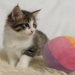 Wildfee's Norwegische Waldkatzen - Babys und Jungtiere 