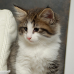 Wildfee's Norwegische Waldkatzen - Babys und Jungtiere 