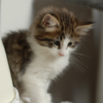 Wildfee's Norwegische Waldkatzen - Babys und Jungtiere 