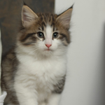 Wildfee's Norwegische Waldkatzen - Babys und Jungtiere 