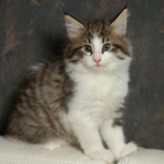 Wildfee's Norwegische Waldkatzen - Babys und Jungtiere 