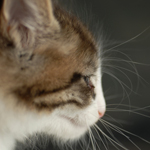 Wildfee's Norwegische Waldkatzen - Babys und Jungtiere 