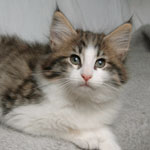 Wildfee's Norwegische Waldkatzen - Babys und Jungtiere 