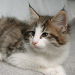 Wildfee's Norwegische Waldkatzen - Babys und Jungtiere 