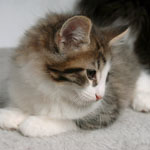 Wildfee's Norwegische Waldkatzen - Babys und Jungtiere 