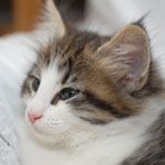 Wildfee's Norwegische Waldkatzen - Babys und Jungtiere 