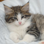 Wildfee's Norwegische Waldkatzen - Babys und Jungtiere 