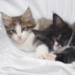 Wildfee's Norwegische Waldkatzen - Babys und Jungtiere 