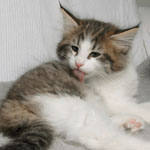 Wildfee's Norwegische Waldkatzen - Babys und Jungtiere 