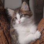 Wildfee's Norwegische Waldkatzen - Babys und Jungtiere 