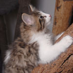 Wildfee's Norwegische Waldkatzen - Babys und Jungtiere 