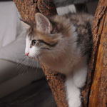 Wildfee's Norwegische Waldkatzen - Babys und Jungtiere 