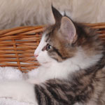 Wildfee's Norwegische Waldkatzen - Babys und Jungtiere 