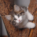 Wildfee's Norwegische Waldkatzen - Babys und Jungtiere 