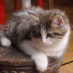 Wildfee's Norwegische Waldkatzen - Babys und Jungtiere 