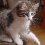 Wildfee's Norwegische Waldkatzen - Babys und Jungtiere 