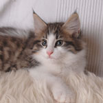 Wildfee's Norwegische Waldkatzen - Babys und Jungtiere 