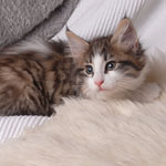 Wildfee's Norwegische Waldkatzen - Babys und Jungtiere 