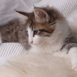 Wildfee's Norwegische Waldkatzen - Babys und Jungtiere 