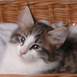 Wildfee's Norwegische Waldkatzen - Babys und Jungtiere 