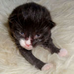 Wildfee's Norwegische Waldkatzen Wildfee's moddin