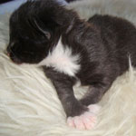 Wildfee's Norwegische Waldkatzen Wildfee's moddin