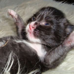 Wildfee's Norwegische Waldkatzen Wildfee's moddin