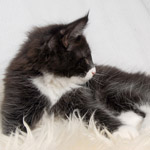 Wildfee's Norwegische Waldkatzen - Babys und Jungtiere 