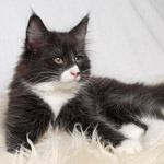 Wildfee's Norwegische Waldkatzen - Babys und Jungtiere 