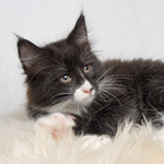 Wildfee's Norwegische Waldkatzen - Babys und Jungtiere 