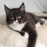 Wildfee's Norwegische Waldkatzen - Babys und Jungtiere 