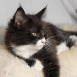 Wildfee's Norwegische Waldkatzen - Babys und Jungtiere 