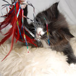 Wildfee's Norwegische Waldkatzen - Babys und Jungtiere 