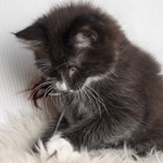 Wildfee's Norwegische Waldkatzen - Babys und Jungtiere 