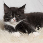 Wildfee's Norwegische Waldkatzen - Babys und Jungtiere 