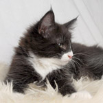 Wildfee's Norwegische Waldkatzen - Babys und Jungtiere 