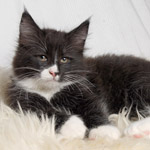 Wildfee's Norwegische Waldkatzen - Babys und Jungtiere 