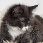 Wildfee's Norwegische Waldkatzen - Babys und Jungtiere 