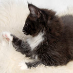 Wildfee's Norwegische Waldkatzen - Babys und Jungtiere 